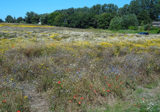 Ahrenshoop blumenwiese