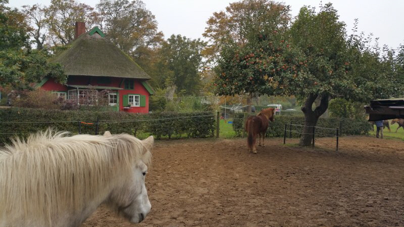 Ponyhof Ahrenshoop 4